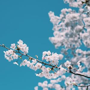 红豆黄色一级视频
